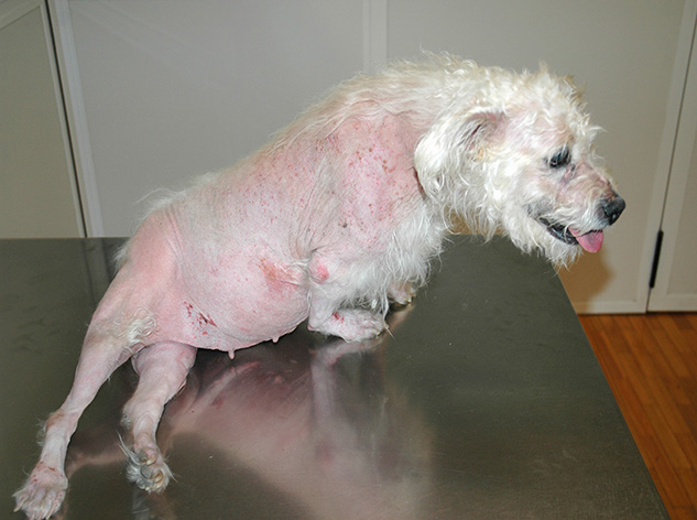 Symptomen die zelden voorkomen: - De afbeelding hierboven (© Carlos Melina) toont een hond met pseudomyotonie.