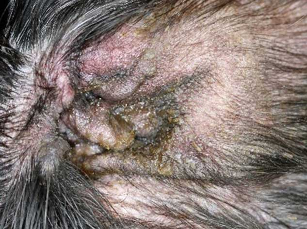 discharge dog ear infection picture how to treat dog ear discharge