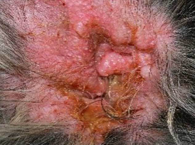 Puss in dog ear picture what to do for dog with wet puss areas in ear