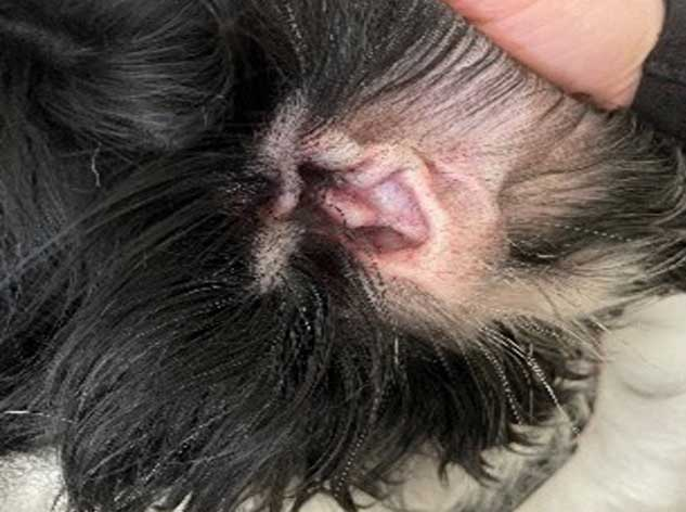 dog ear redness and itching redness inside dog ear