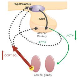 Adrenal dependent hypercortisolism