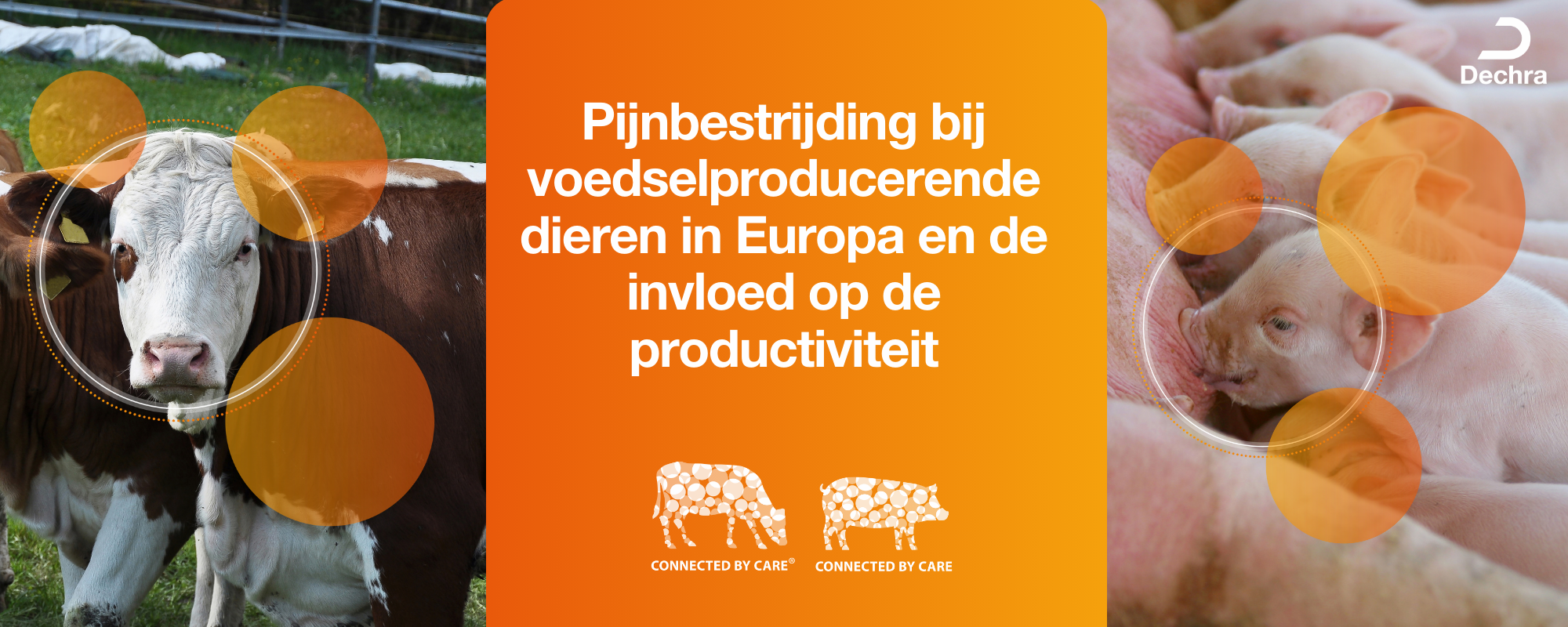Pijnbestrijding bij voedselproducerende dieren in Europa en de invloed op de producuctiviteit Pijnbestrijding bij voedselproducerende dieren