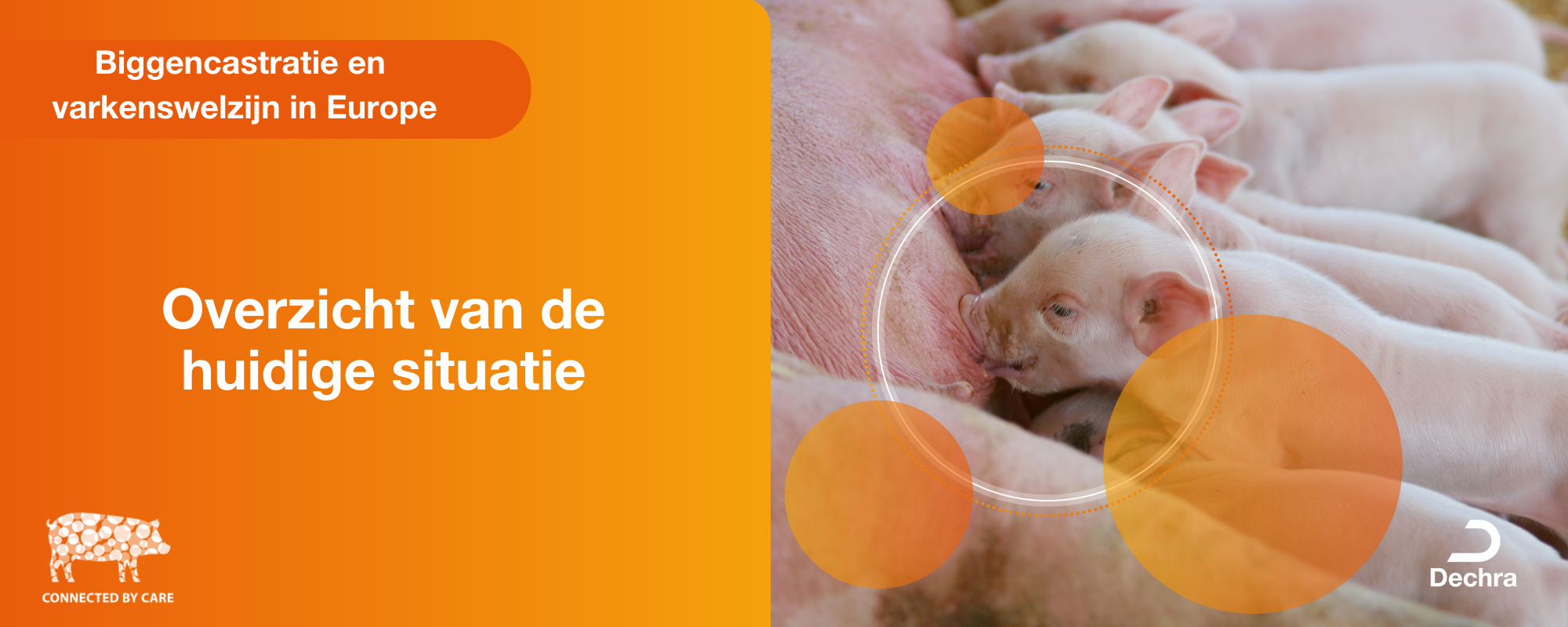 Biggen Castratie van biggen en varkenswelzijn: overzicht van de huidige ...